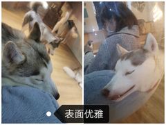 -Husky Go! 哈士奇体验馆·宠物咖啡厅狗咖
