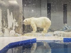 -大连圣亚海洋世界