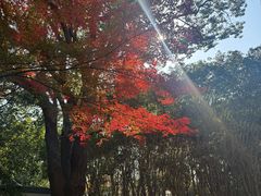 -金鸡湖桃花岛