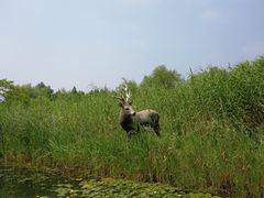 -溱湖国家湿地公园
