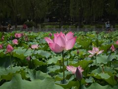 -莲花池公园