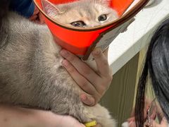 -乐派堂宠物医院·猫友好· 心脏科(东街店)