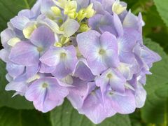 -庐山风景区花径公园