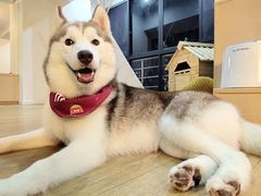 -Husky Go! 哈士奇体验馆·宠物咖啡厅狗咖