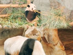 -深圳野生动物园