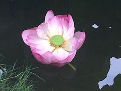 -陈家山荷花公园