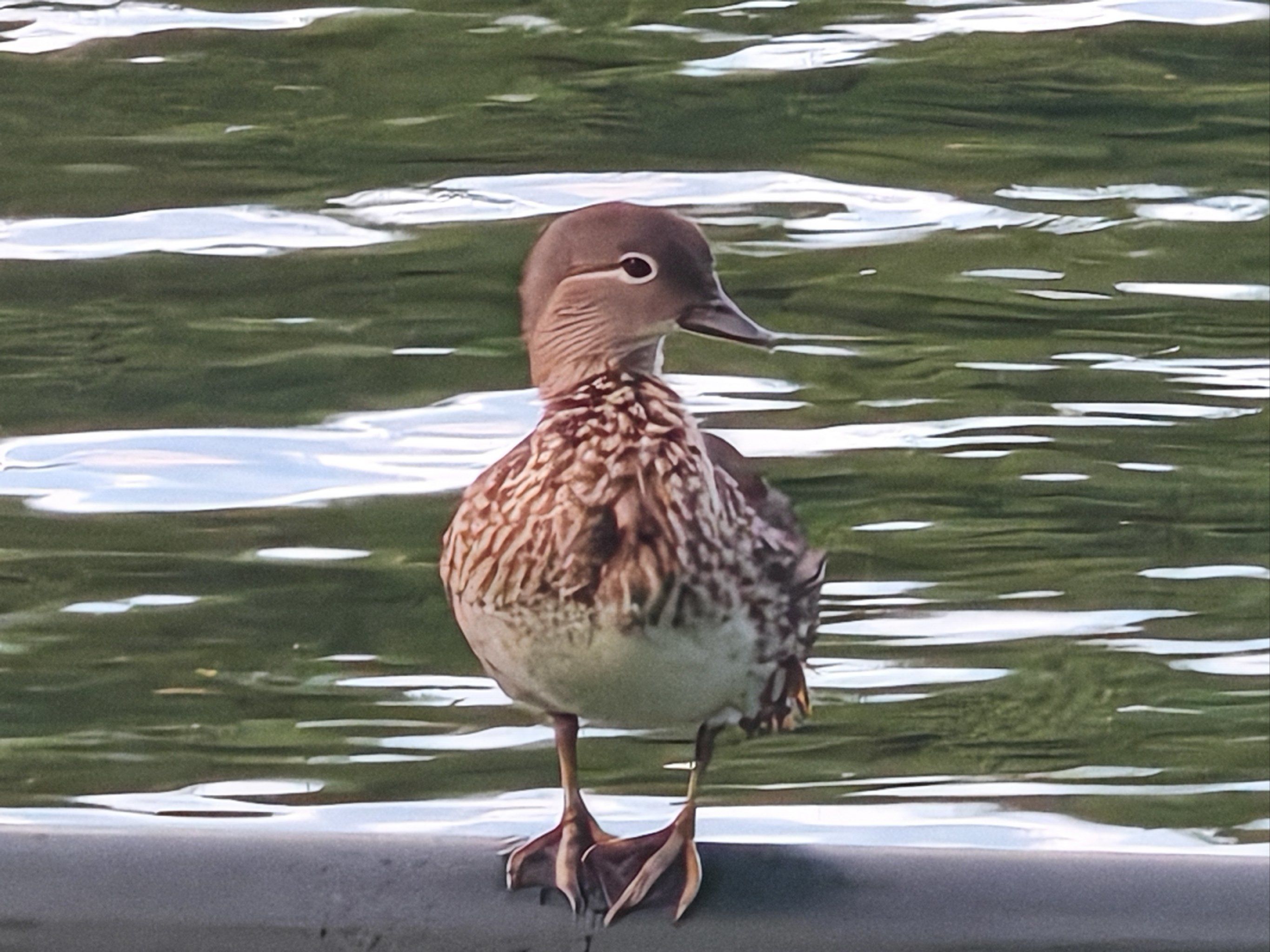 来什刹海荷花市场看奶萌萌的小鸭子