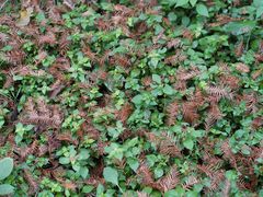 -桤木河湿地公园