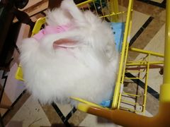 -猫色咖啡·猫咖