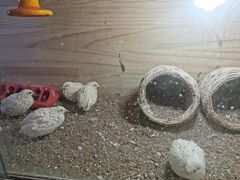 -MOJO密室逃脱(中街旗舰店)