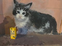 -momokira米努特·德文卷毛猫·棉花面纱犬