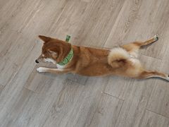 -柴迷FANS CLUB·柴犬狗咖·猫咖
