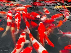 -重元寺香积厨素斋馆