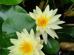 -春花秋色城市公园