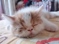 -瑞派福兴宠物医院犬猫全科·骨科·中西医结合(河东店)