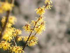-杭州植物园