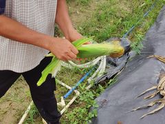-长洲岛