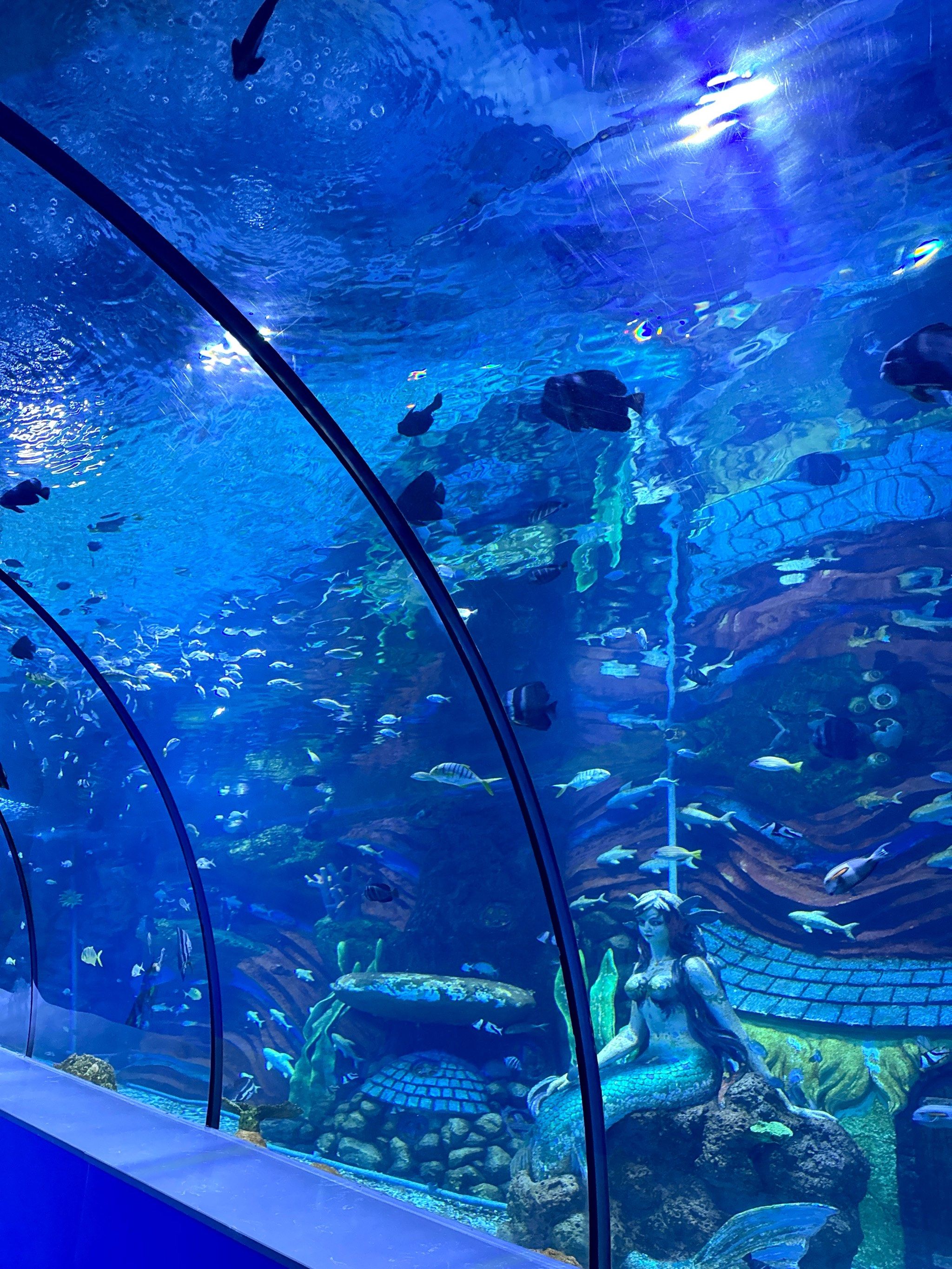 重庆的夏天真的会热到爆炸04
海洋馆变成了最近约会或拍照最好的