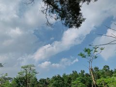 -中山市树木园