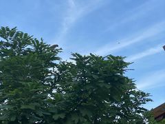 -江门古劳水乡旅游区