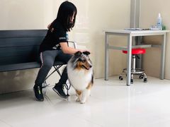 -申普宠物医院·心脏介入·心血管微创(总院)