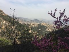 -鲁山国家森林公园