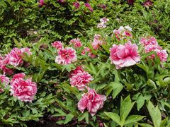 -黑龙江省森林植物园