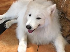 -more than meow吴止猫主题餐厅(承德 中船汇店)