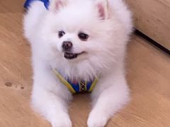 -瑞鹏宠物医院·宠保定点·心脏科·内科(御桥分院)