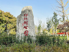 -神仙树公园