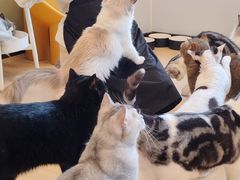 -有喵·猫咖·狗咖·30几只猫10只小狗(岗厦店)
