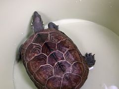 -瑞派·关忠动物医院·异宠专科·犬猫肿瘤·皮肤专科(望京店)