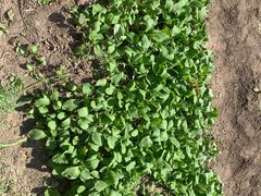 -前小桔亲子创意农场·草莓采摘·露营烧烤