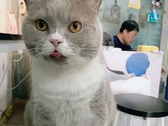 -我爱猫咪·猫咖·狗咖·安哥拉兔·羊驼咖(小寨华旗店)
