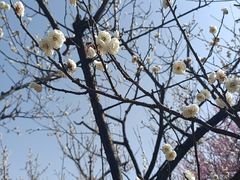 -南京古林公园