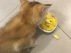 -三花喵·撸猫购宠·宠物生活馆(虹桥南丰城店)