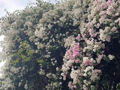 -鹅滋道(甘坑古镇店)