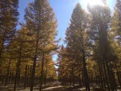 -塞罕坝国家级自然保护区