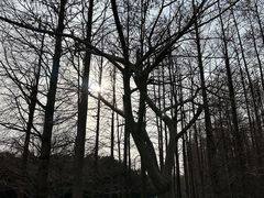 -上海共青森林公园