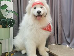 -星多哈·狗咖·拼豆·咖啡