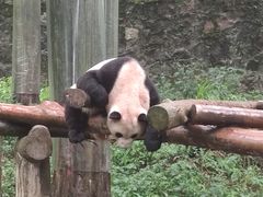 -都江堰中华大熊猫苑