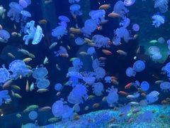 -海合安青岛极地海洋公园