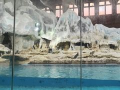 -帝企鹅自助餐厅•儿童岛•真企鹅(长隆企鹅酒店)