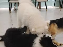 -安格丽娜·狗咖·猫咖羊驼咖(春熙路百盛商场店)