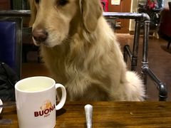 -百好乐宠物友好餐厅(朝外大街店)