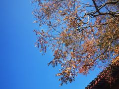 -长生素斋(普陀山店)