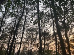 -铁山坪森林公园