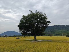 -风云岭森林公园