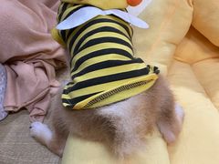 -逗柴咖啡屋·狗咖猫咖宠物桌游