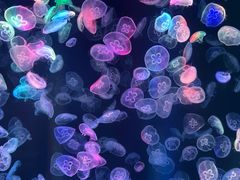 -海合安成都极地海洋公园